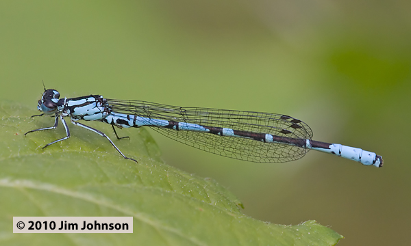 Coenagrion interrogatum 20100630_0052, Subarctic Bluet