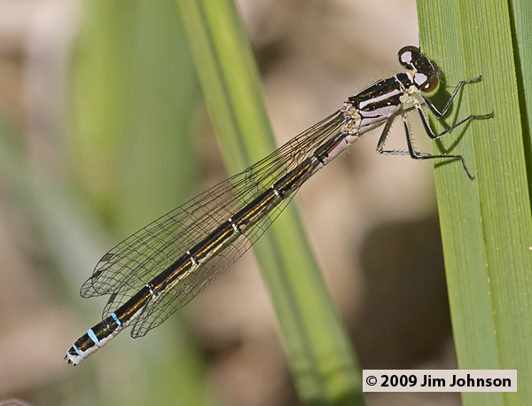 Coenagrion resolutum 20080712_0029, Taiga Bluet Coenagrion resolutum 20080712_0029, Taiga Bluet