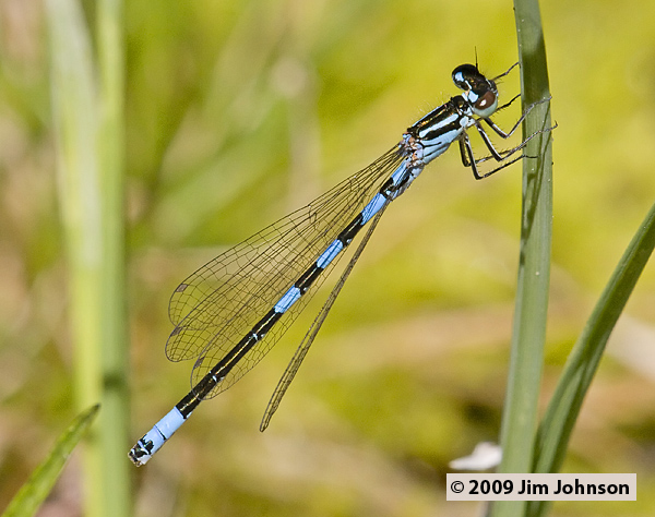Coenagrion resolutum 20080712_0034, Taiga Bluet Coenagrion resolutum 20080712_0034, Taiga Bluet
