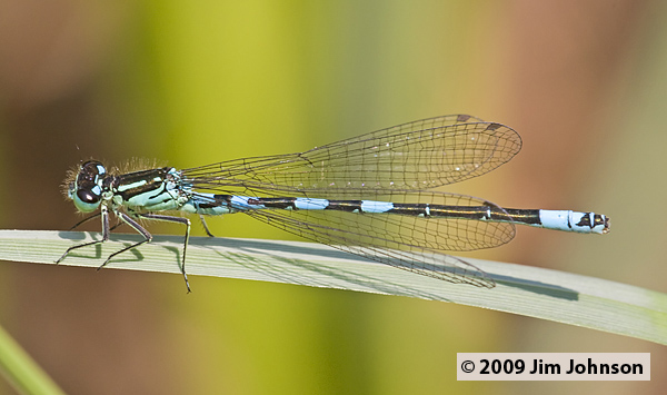 Coenagrion resolutum 20080720_0133, Taiga Bluet Coenagrion resolutum 20080720_0133, Taiga Bluet