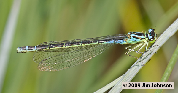 Coenagrion resolutum MG_1317, Taiga Bluet Coenagrion resolutum MG_1317, Taiga Bluet