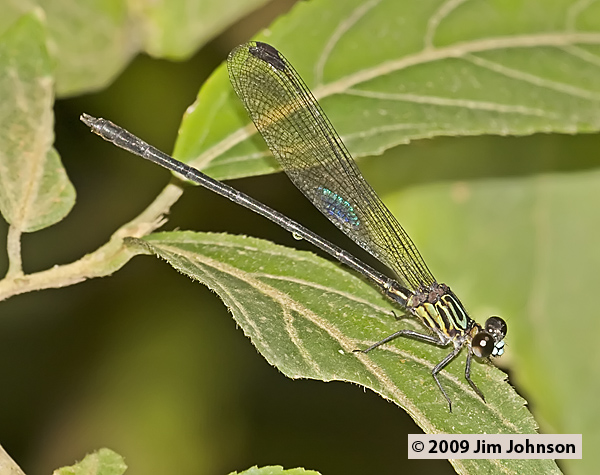 Cora munda 20080407_1241