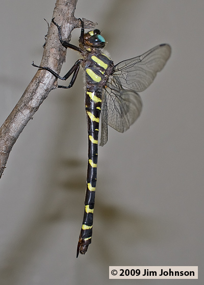 Cordulegaster diadema 20070727_0269, Apache Spiketail