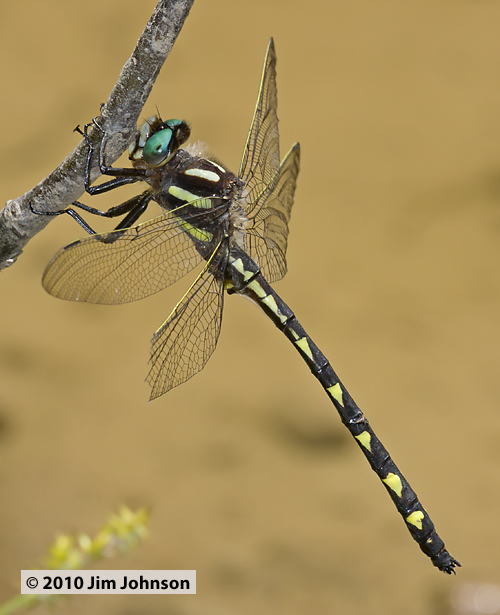 Cordulegaster diastatops 20100629_0020, Delta-spotted Spiketail