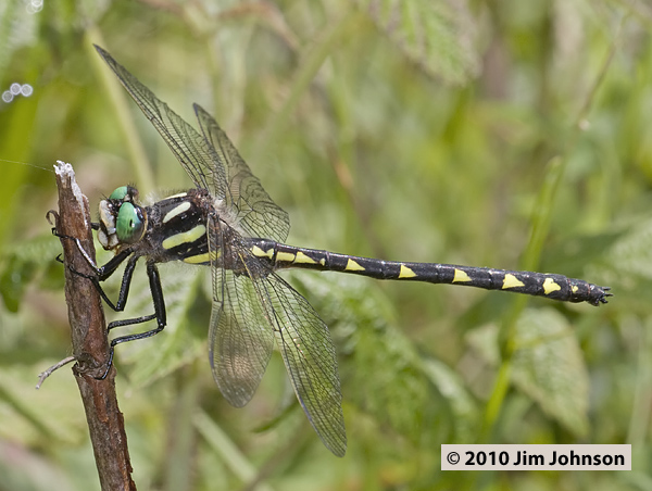 Cordulegaster diastatops 20100629_0037, Delta-spotted Spiketail