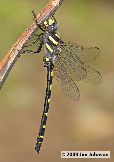 Cordulegaster dorsalis 20080703_0167, Pacific Spiketail