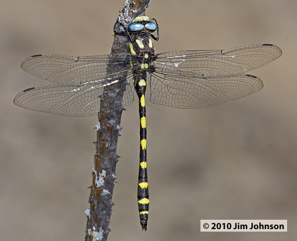 Cordulegaster dorsalis 20090822_0149, Pacific Spiketail