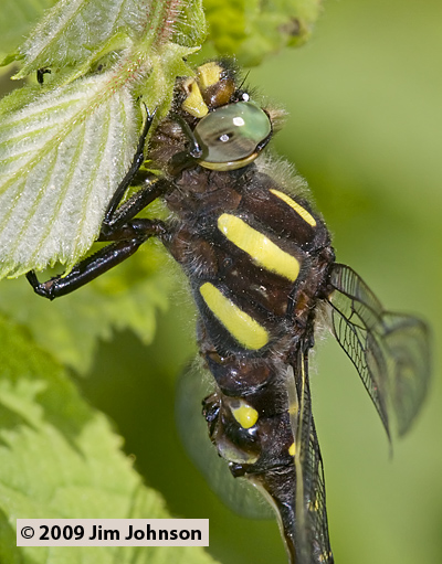 Cordulegaster maculata 20090529_0036, Twin-spotted Spiketail