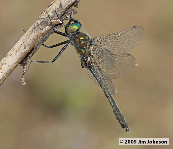Cordulia shurtleffii 20080720_0092, American Emerald