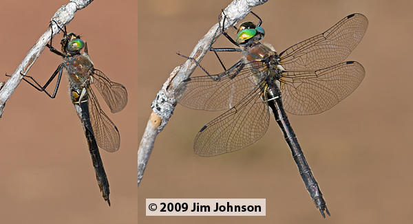 Cordulia shurtleffii 20080907_0437-0439, American Emerald