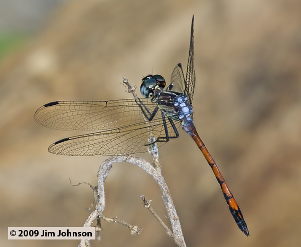 Dasythemis esmeralda 20091012_2074