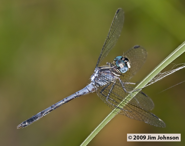 Dasythemis esmeralda 20091013_2493