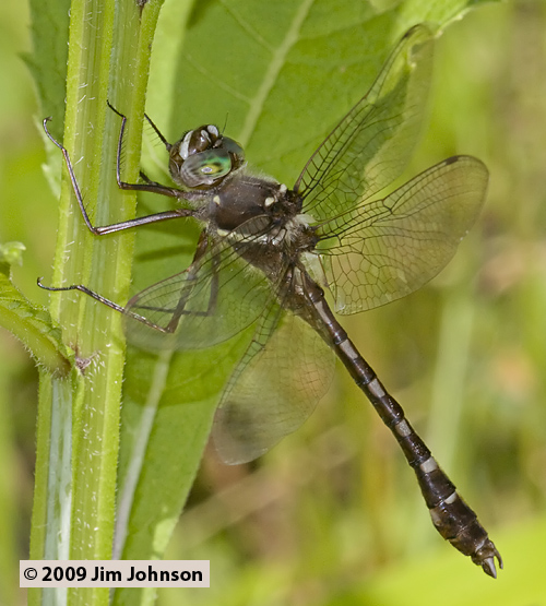 Didymops transversa 20090601_0038, Stream Cruiser