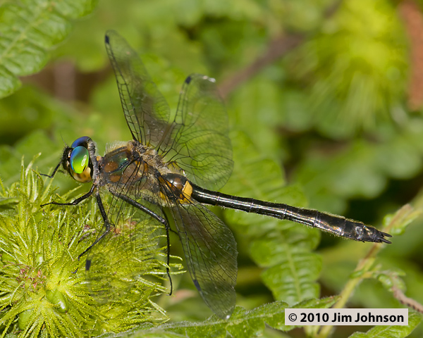 Dorocordulia libera 20100625_0053, Racket-tailed Emerald