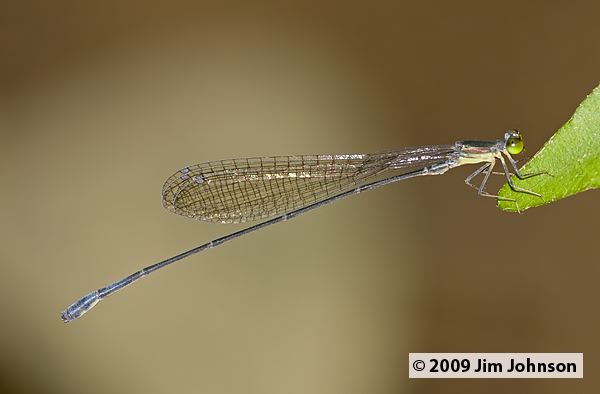Drepanoneura muzoni 20091010_1243