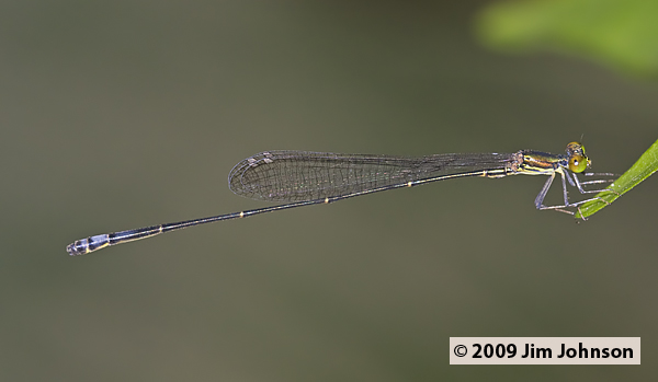 Drepanoneura tennesseni 20091010_1234