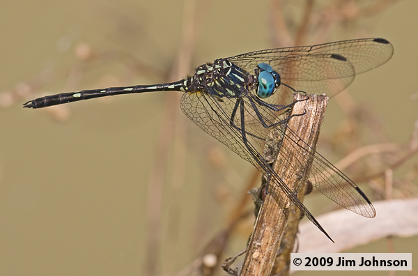 Dythemis nigra 20080403_0958