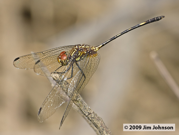 Dythemis sterilis 20080329_0270