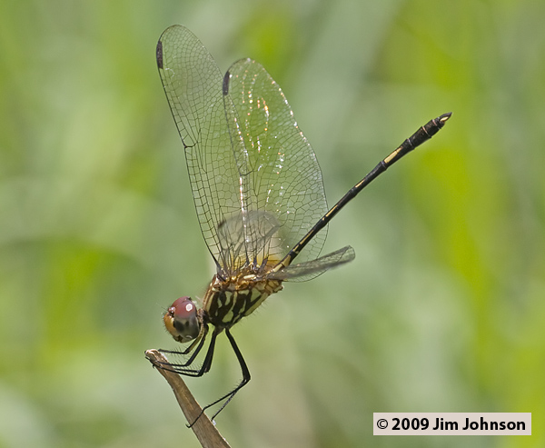 Dythemis sterilis 20080329_0391