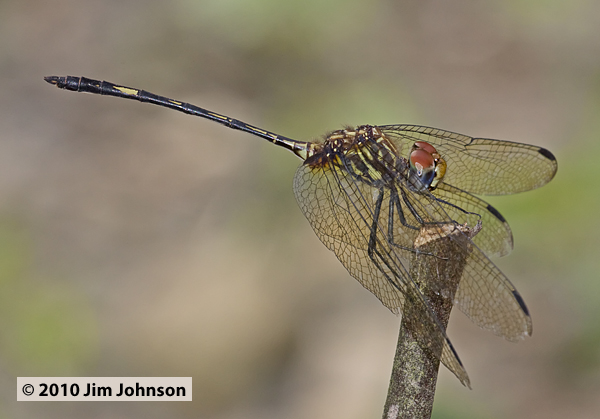 Dythemis sterilis 20100222_0023