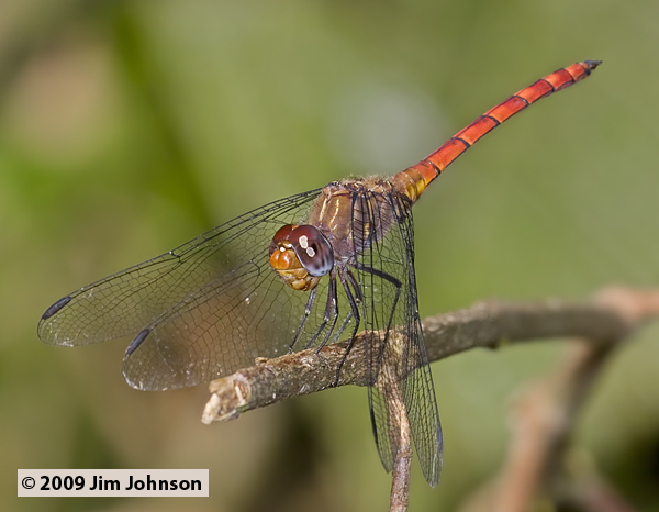 Elasmothemis cannacrioides 20091004_0124