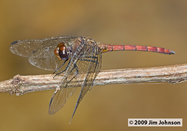Elasmothemis cannacrioides 20091010_1335
