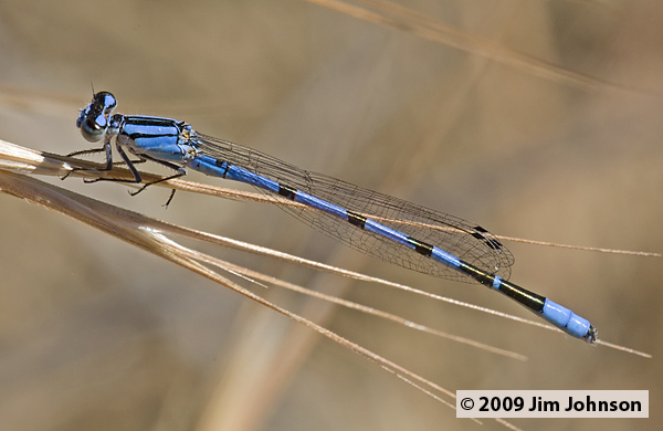 Enallagma annexum 20080615_0069, Northern Bluet Enallagma annexum 20080615_0069, Northern Bluet