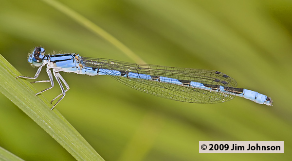 Enallagma annexum 20080705_0106, Northern Bluet Enallagma annexum 20080705_0106, Northern Bluet
