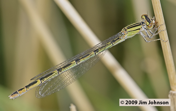 Enallagma annexum 20090704_0099, Northern Bluet Enallagma annexum 20090704_0099, Northern Bluet