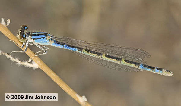 Enallagma annexum 20090704_0231, Northern Bluet Enallagma annexum 20090704_0231, Northern Bluet