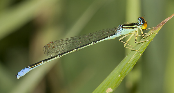 Enallagma antennatum 20110707_0019, Rainbow Bluet