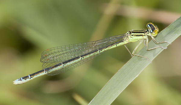 Enallagma antennatum 20110711_0295, Rainbow Bluet