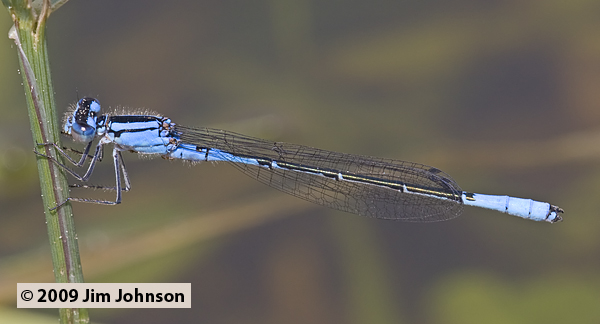 Enallagma aspersum 20090529_0133, Azure Bluet