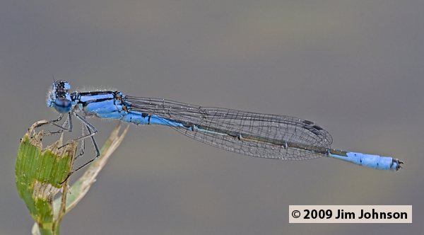 Enallagma aspersum 20090529_0148, Azure Bluet