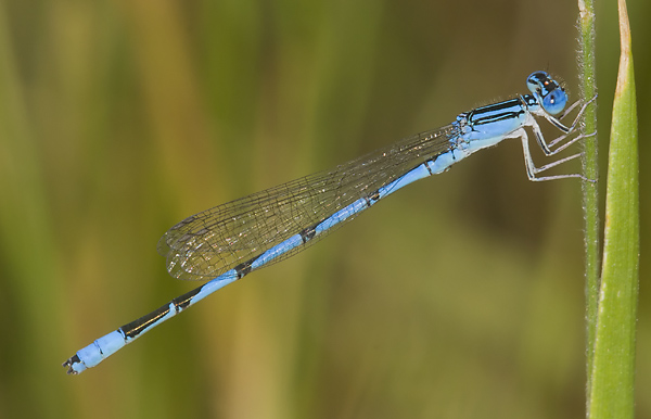 Enallagma basidens 20110707_0118, Double-striped Bluet