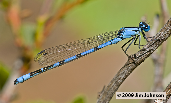 Enallagma boreale 20070707_0034, Boreal Bluet
