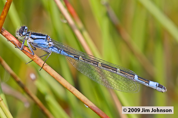 Enallagma boreale 20080703_0074, Boreal Bluet