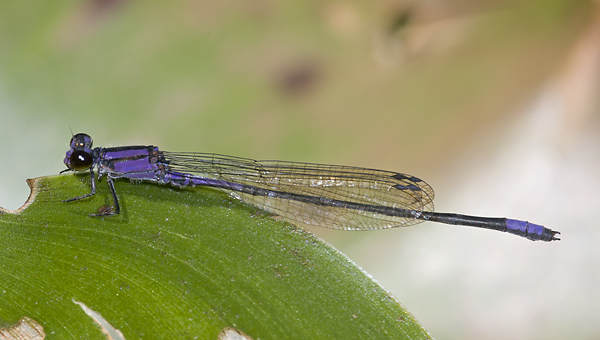 Enallagma cardenium 20101110_0034, Purple Bluet