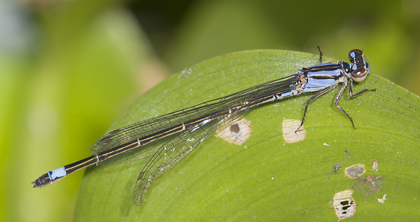 Enallagma cardenium 20101110_0101, Purple Bluet