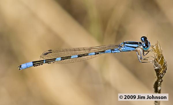 Enallagma carunculatum 20070709_0114, Tule Bluet Enallagma carunculatum 20070709_0114, Tule Bluet