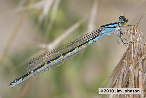 Enallagma carunculatum 20100727_0228, Tule Bluet Enallagma carunculatum 20100727_0228, Tule Bluet