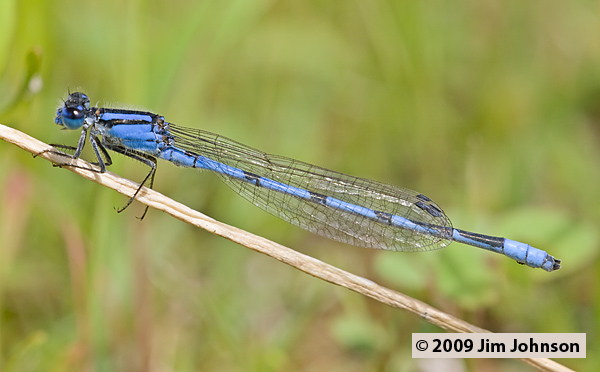 Enallagma civile 20070730_0481, Familiar Bluet