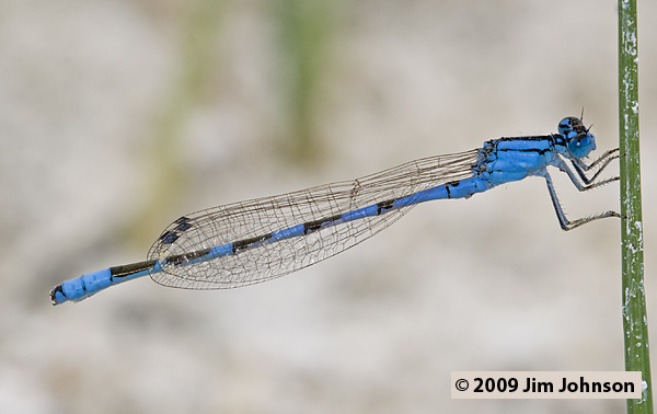 Enallagma clausum 20070805_0906, Alkali Bluet