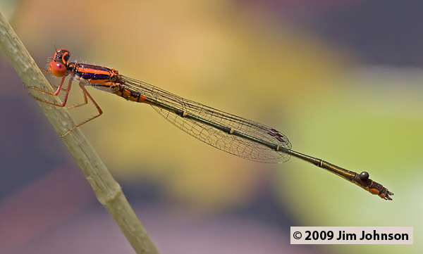 Enallagma concisum 20080510_0367, Cherry Bluet