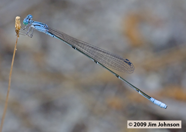 Enallagma daeckii 20080509_0204, Attenuated Bluet