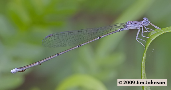 Enallagma daeckii 20080512_0710, Attenuated Bluet