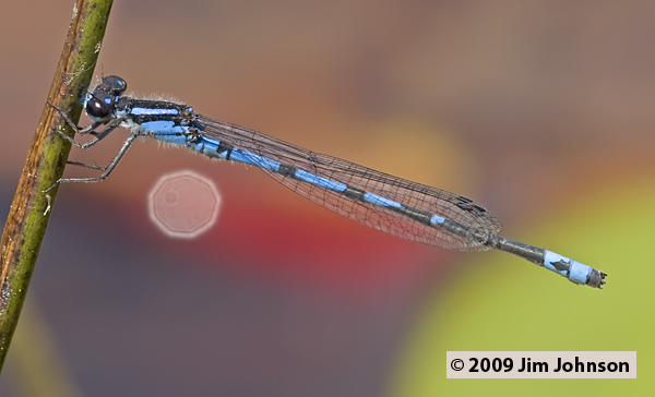 Enallagma davisi 20080510_0391, Sandhill Bluet