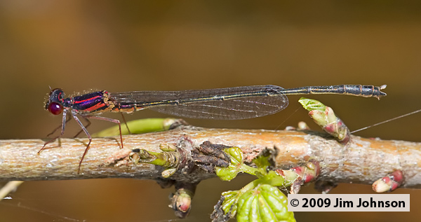Enallagma dubium 20080509_0142, Burgundy Bluet