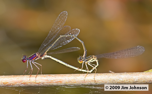 Enallagma dubium 20080509_0151, Burgundy Bluet