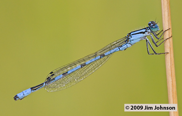 Enallagma ebrium 20080824_0030, Marsh Bluet